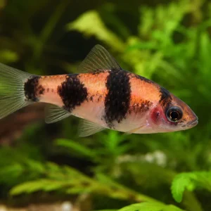 Glühkohlenbarbe, Barbus fasciatus (Haludaria/Puntius/Pethia fasciata) Billig